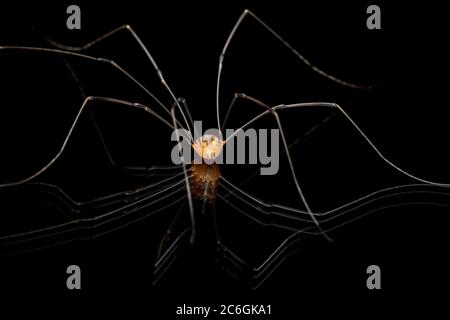 Harvestmen o Daddy LongLegs Spider (Opiliones) - Brevard, Carolina del Nord, Stati Uniti Foto Stock