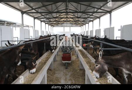 Gli agricoltori locali allevano asini per vendere la carne, che contribuisce a sbarazzarsi della povertà, Moxiang villaggio, Yongnian distretto, città di Handan, no Foto Stock