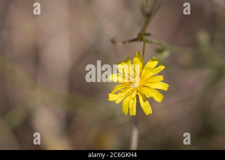 Primo piano del fiore giallo, il cui nome latino è crepis tectorum. Foto Stock