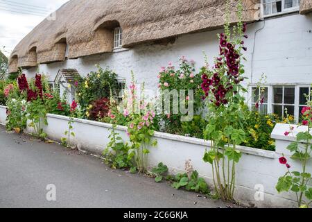 Alcea rosea. Hollyhocks fuori di un cottage con tetto di paglia in Avebury. Wiltshire, Inghilterra Foto Stock