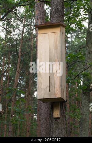 hotel di legno di api selvatiche, rifugio di insetti su albero in foresta Foto Stock
