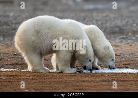 Due cuccioli di orso polare (Ursus maritimus) prendere una bevanda a Kaktovik, Alaska Foto Stock