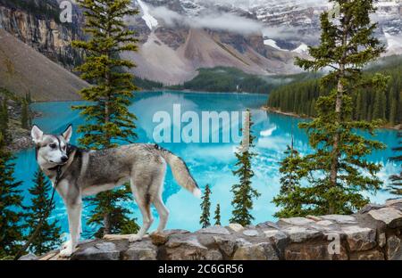 Viaggiare con un cane. Cane sulla riva del lago nello splendido lago Moraine, Canada, Banff National Park Foto Stock