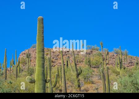 Saguaro Cactus che cresce nel Lake Pleasant Regional Park, deserto di sonora, Arizona USA Foto Stock