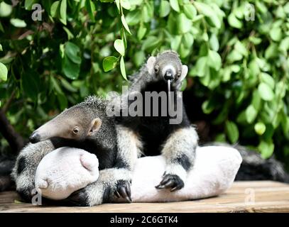 I due anteateri vengono presentati al pubblico al Parco Safari di Chimelong nella città di Guangzhou, nella provincia di Guangdong, nella Cina meridionale, il 10 giugno 2020. Foto Stock