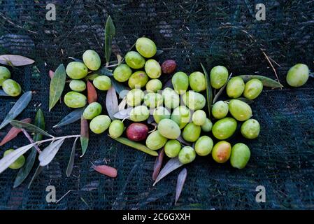 Un mucchio di olive verdi raccolte durante la raccolta. Olive fresche raccolte. Lesbo. Grecia. Foto Stock