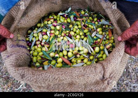 Un mucchio di olive verdi raccolte durante la raccolta. Olive fresche raccolte. Lesbo. Grecia. Foto Stock