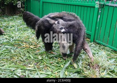 I due anteateri vengono presentati al pubblico al Parco Safari di Chimelong nella città di Guangzhou, nella provincia di Guangdong, nella Cina meridionale, il 10 giugno 2020. Foto Stock