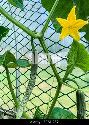 Frutta e fiore di cetriolo cinese in crescita. Foto Stock