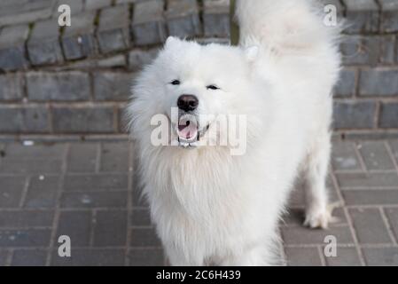 Cane Samoied sulla strada con segni di rabbia Foto Stock