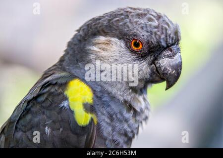 Pappagallo di Rueppell (Poicephalus rueppellii). È endemica nell'Africa sudoccidentale, dalla Namibia centrale all'Angola sudoccidentale. Foto Stock