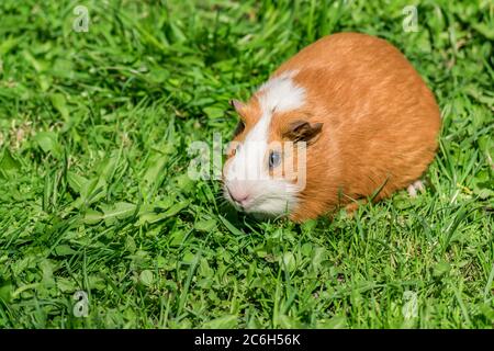 carino porcellino d'india seduto su erba verde. Foto Stock