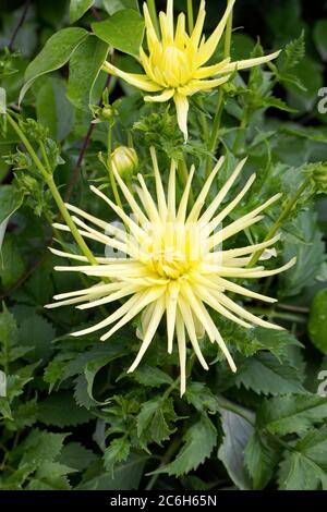 Dahlia 'Grysons ragno giallo' Fiori. Foto Stock