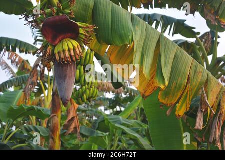 Banana verde indiana, banane e fiore, musa paradisiaco appeso all'albero con grandi foglie, messa a fuoco selettiva Foto Stock