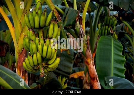 Banana verde indiana, banane appese all'albero con foglie grandi, messa a fuoco selettiva Foto Stock