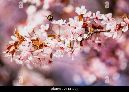 Un'ape bumble (pollinator) che vola su fiori di ciliegio rosa. Il bumblebee è alla ricerca di nettare tra i fiori Sakura in primavera, così l'impollinazione accade Foto Stock