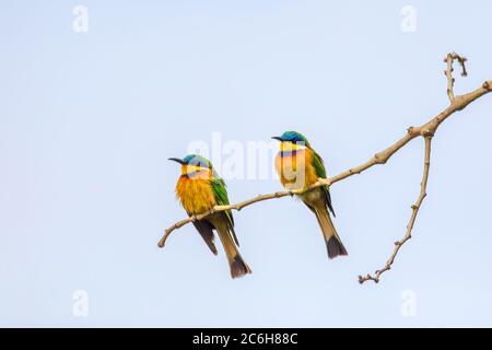 Bella coppia colorata di piccoli uccelli Blue-breasted ape-eater (Merops variegatus) arroccato su albero, Etiopia Africa fauna selvatica Foto Stock