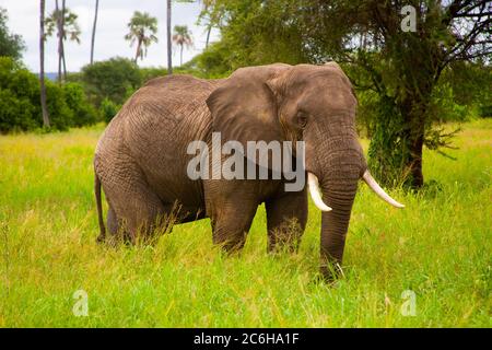 Singolo laone africano Bush Elefante (Loxodonta africana) fotografato in natura Foto Stock