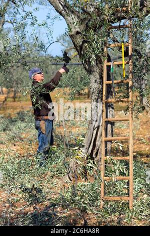 Lavoratore la potatura di alberi di olivo filiali Foto Stock