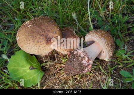Funghi commestibili Amanita rubbescens in prato sotto alberi di betulla e aspen. Conosciuto come fungo di blusher. Musche selvatiche che crescono in erba, foto atlante. Foto Stock