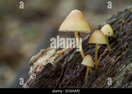 Funghi non commestibili Mycena renati nella faggeta. Noto come bel cofano. Gruppo di funghi gialli selvatici che crescono sul ceppo dell'albero. Foto Stock