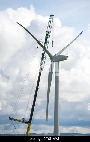 LARKHALL, Scozia, Regno Unito. 10 luglio 2020. Nella foto: Una turbina eolica enorme si erge a poche centinaia di metri di altezza con una gru industriale massiccia con una trave di prolunga all'estremità per fornire dei supporti di altezza extra accanto alla turbina che tiene in posizione la struttura della pala. L'energia verde è un'impresa importante, e se il Regno Unito intende archiviare i propri obiettivi per l'energia rinnovabile, allora occorre costruire più turbine eoliche onshore e offshore. Credit: Colin Fisher/Alamy Live News Foto Stock