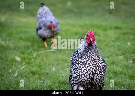 Wyandotte Hen visto in un grande cortile posteriore. Parte di un gregge più grande di polli che sono tenuti per là uova di gamma libera. Gli uccelli sono autorizzati a vagare. Foto Stock