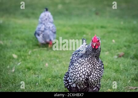 Wyandotte Hen visto in un grande cortile posteriore. Parte di un gregge più grande di polli che sono tenuti per là uova di gamma libera. Gli uccelli sono autorizzati a vagare. Foto Stock