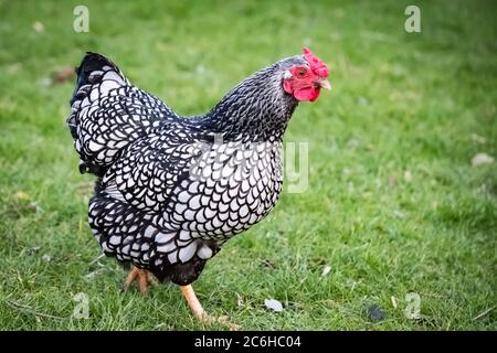 Wyandotte Hen visto in un grande cortile posteriore. Parte di un gregge più grande di polli che sono tenuti per là uova di gamma libera. Gli uccelli sono autorizzati a vagare. Foto Stock