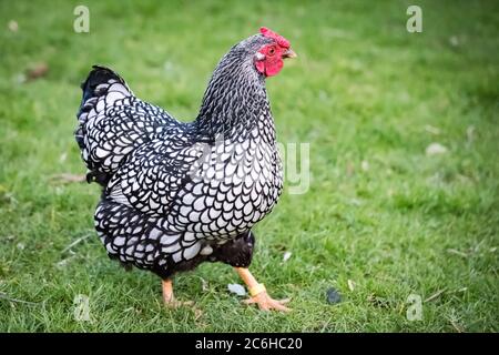 Wyandotte Hen visto in un grande cortile posteriore. Parte di un gregge più grande di polli che sono tenuti per là uova di gamma libera. Gli uccelli sono autorizzati a vagare. Foto Stock