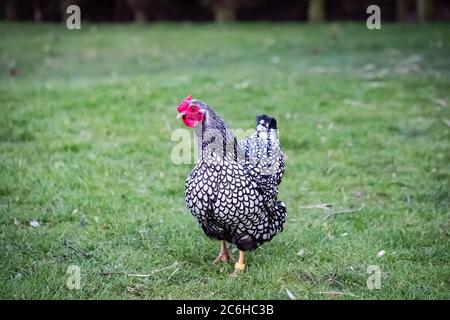 Wyandotte Hen visto in un grande cortile posteriore. Parte di un gregge più grande di polli che sono tenuti per là uova di gamma libera. Gli uccelli sono autorizzati a vagare. Foto Stock