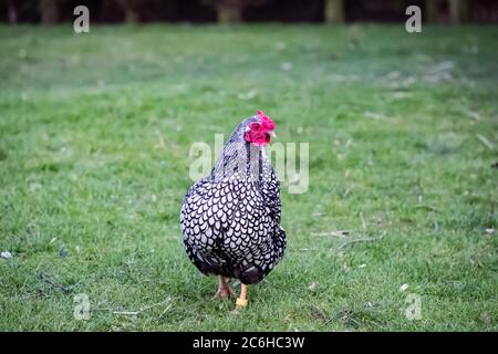 Wyandotte Hen visto in un grande cortile posteriore. Parte di un gregge più grande di polli che sono tenuti per là uova di gamma libera. Gli uccelli sono autorizzati a vagare. Foto Stock