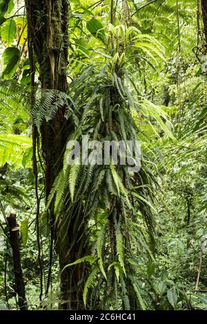 Felce epifite, Lomaridium fragile, Bechnaceae, Santa Elena Riserva biologica, Costa Rica, Centroamerica Foto Stock