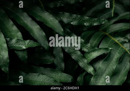 Foglie di verde scuro con gocce d'acqua nel giardino. Struttura foglia verde. Natura sfondo astratto. Foresta tropicale. Vista sopra le foglie di verde scuro Foto Stock