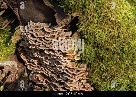 Tramete e muschio di farfalla su un tronco di albero, noto anche come Trametes versicolor, Coriolus versicolor, Polyporus versicolor o Schmetterlingstramete Foto Stock