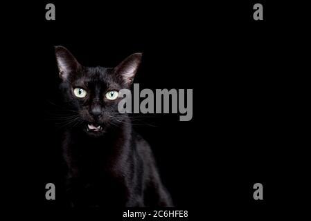 studio ritratto di un gatto nero domestico meowing con bocca aperta guardando la fotocamera di fronte a sfondo nero Foto Stock