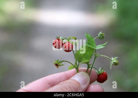 Fragola selvaggia nelle mani dell'uomo Foto Stock