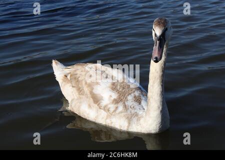 Un cygnet non è ancora un cigno muto pienamente cresciuto- ha ancora piume grigio-bruno e il suo becco non è ancora arancio brillante Foto Stock