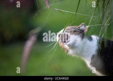 Vista laterale di un tabby British Shorthair gatto cercando di raggiungere un culm di catgrass con la sua bocca Foto Stock