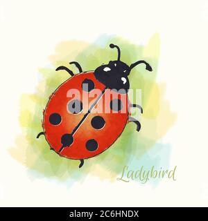 Illustrazione acquerello di un ladybird. Formato vettoriale EPS10. Illustrazione Vettoriale