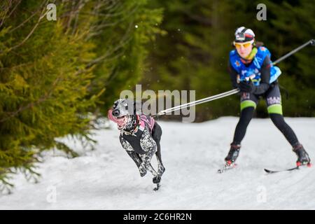 Corsa di cani da sci. Gara di sport invernali per cani. Il cane puntatore tira sciatore. Sci attivo su pista di fondo innevata Foto Stock