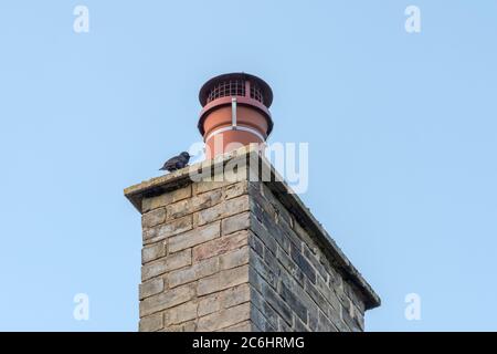 Prestito adulto Starling visto vicino al suo nido che è accanto al camino di terracotta come visto su questo vecchio, cottage costruito in mattoni. Il coperchio del camino è montato Foto Stock