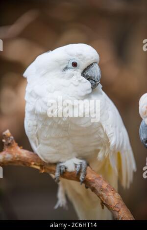 Cockatoo con crostate di salmone sul bastone di legno nello zoo Foto Stock