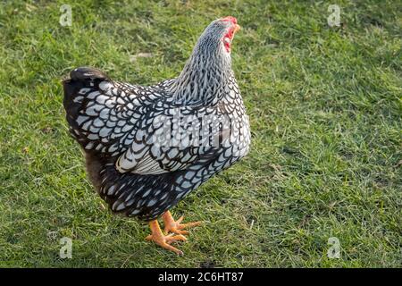 Wyandotte Hen visto in un grande cortile posteriore. Parte di un gregge più grande di polli che sono tenuti per là uova di gamma libera. Gli uccelli sono autorizzati a vagare. Foto Stock