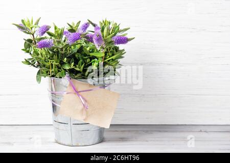 Fresco beautiful porpora fiori in un secchio con carta vuota, sfondo di legno con spazio per la copia Foto Stock