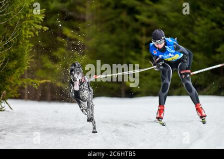 Corsa di cani da sci. Gara di sport invernali per cani. Il cane puntatore tira sciatore. Sci attivo su pista di fondo innevata Foto Stock