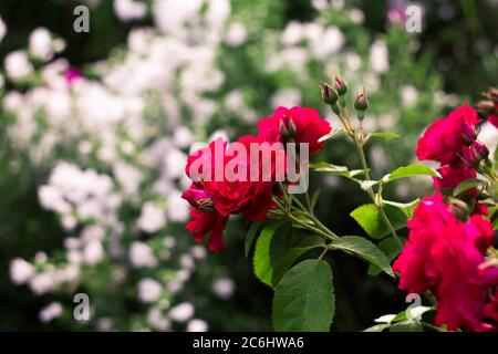 rami di una rosa di arrampicata con foglie su uno sfondo bianco sfocato con bokeh Foto Stock