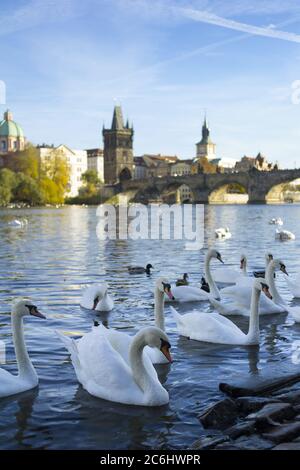 Cigni sulla riva del fiume Moldava, Praga, Repubblica Ceca / Czechia - uccelli in acqua. Ponte Carlo e la torre del Ponte della Città Vecchia sullo sfondo. Foto Stock