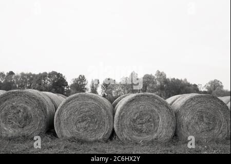 Balle di fieno e paglia sul campo. Alberi sullo sfondo. Bianco e nero con cielo come grande area di copia Foto Stock