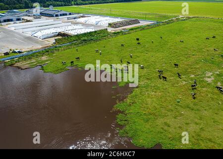 Vista aerea della mandria di mucche al pascolo su terreni adibiti a pascolo, campo di vista superiore drone pov Foto Stock